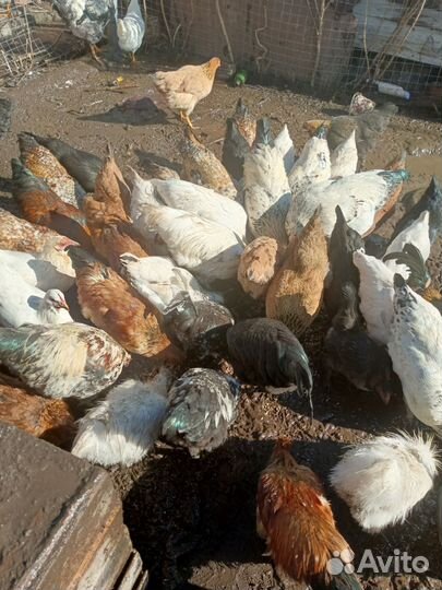 Молодые петухи