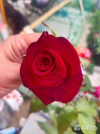 Розы садовые