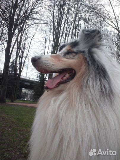 Кобель Шотландской овчарки/Колли для вязки