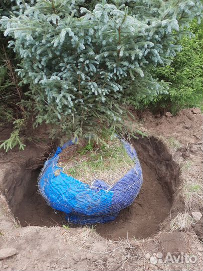 Саженцы лианы Кирказон, Луносемянник даурский