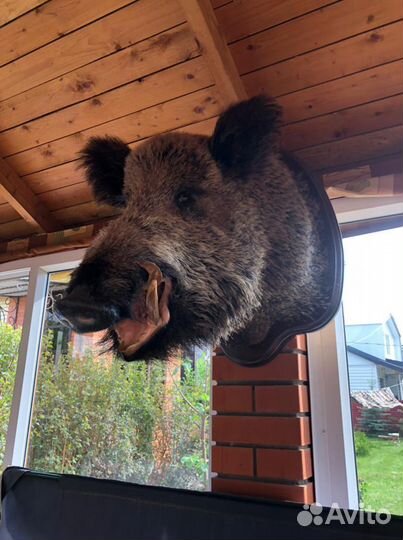 Чучело головы кабана