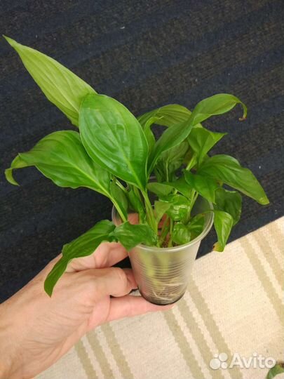 Аглаонема, филодендрон домашние