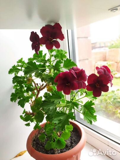 Пеларгония королевская