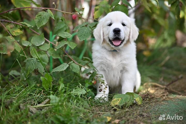 Голден ретривер