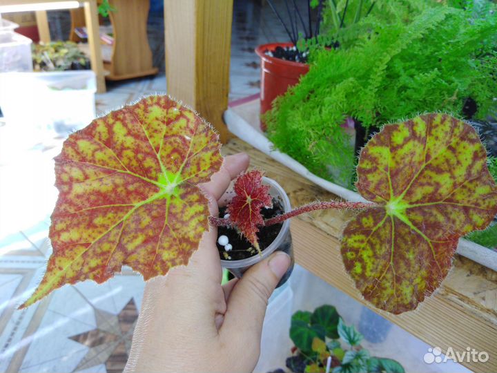 Бегонии декоративнолиственные