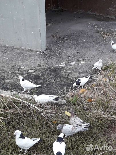 Бойные голуби