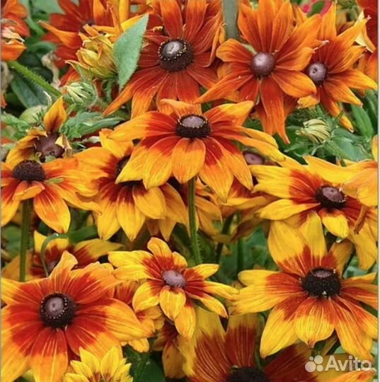 Рудбекия многолетняя