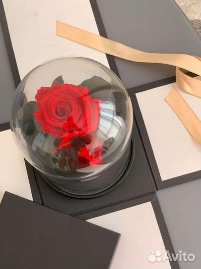 Розу в колбе живая роза цветы праздник Севастополь