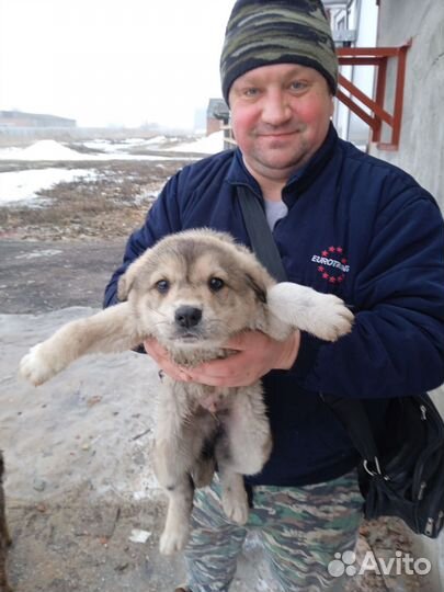 Щенята в добрые руки