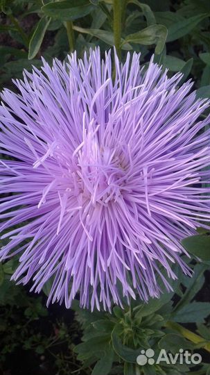 Цветы и семена астры