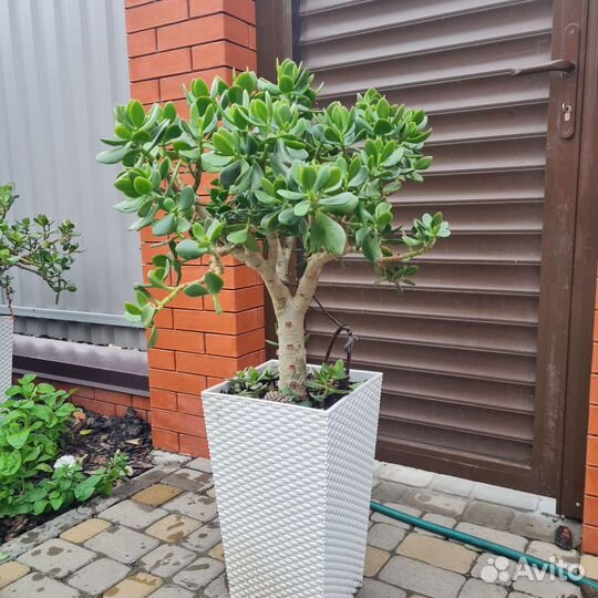 Денежное дерево