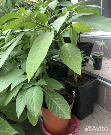 Бругмансия цветы (ангельские колокола)