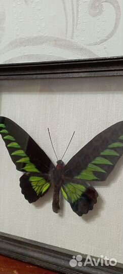 Бабочка в рамке