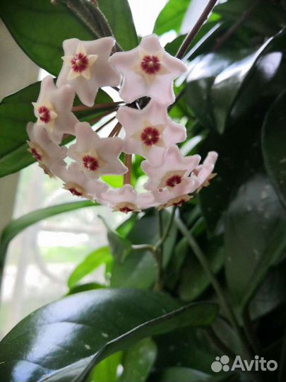 Хойя карноза