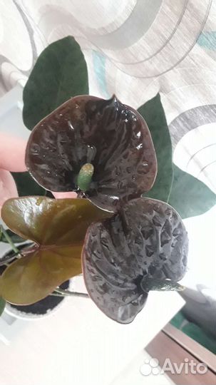 Чёрный антуриум