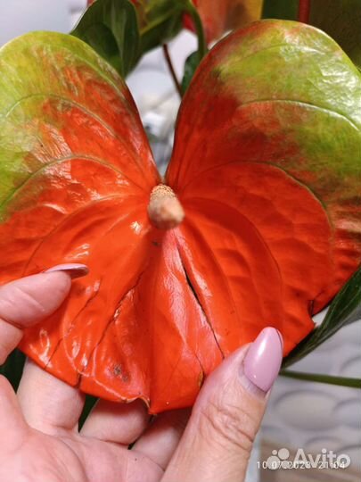 Антуриум Фламинго Оранж