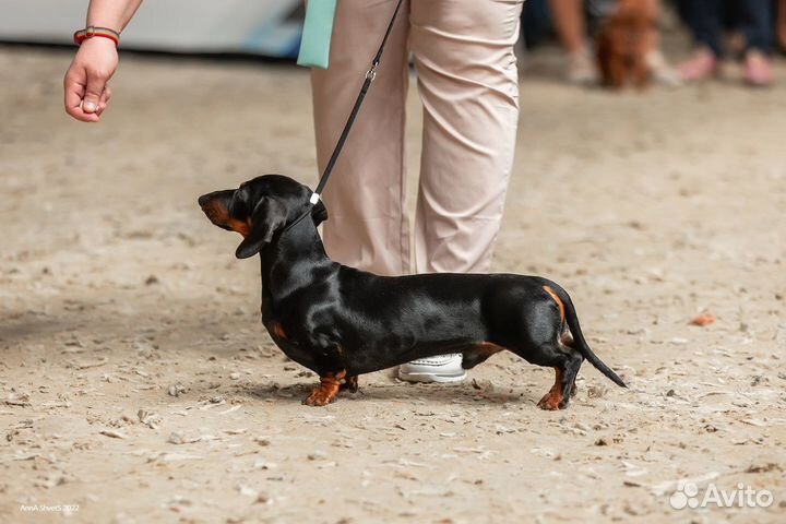 Такса (вязка) миниатюра мальчишка (РКФ)