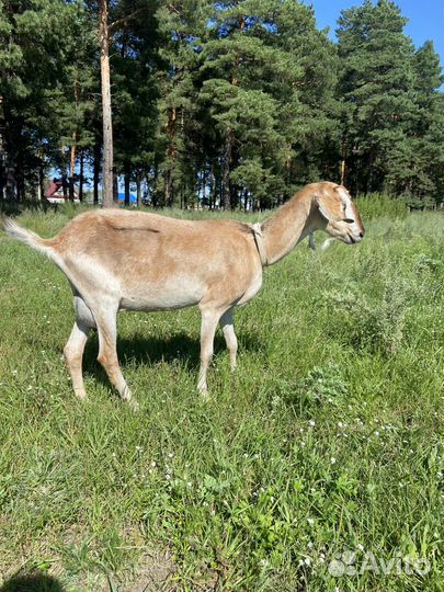 Коза и козел нубийской породы