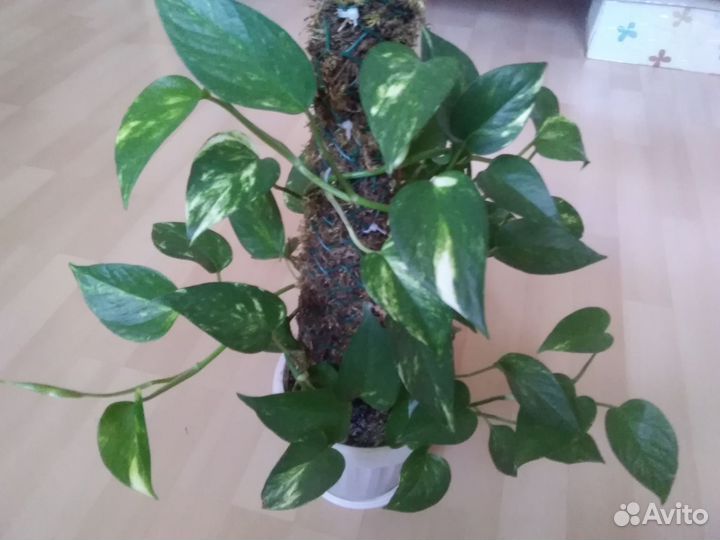 Сингониум, Сциндапсус