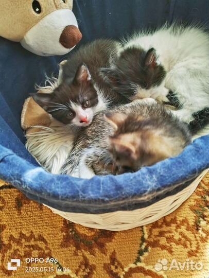 Котята в добрые руки бесплатно