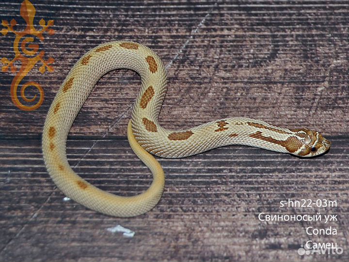 Змея Свиноносый уж (Heterodon Nasicus)