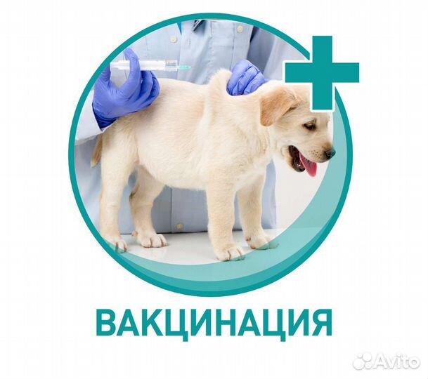 Вакцинация