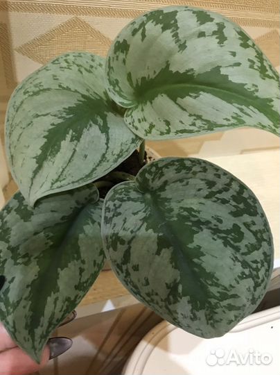 Сциндап Экзотик