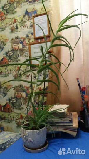 Продаётся алоэ 1-7 лет