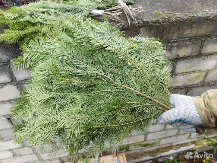 Пихтовые веники в Брянске