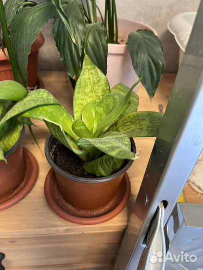 Сансевиерия