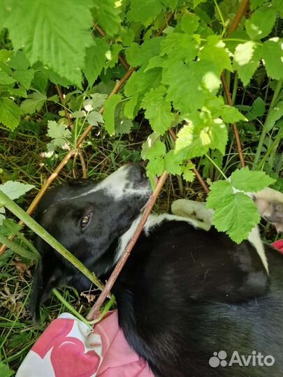 Собака в добрые руки