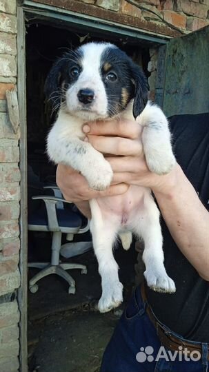 Щенки от спаниеля