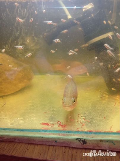 Аквариумные рыбки цихлиды