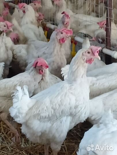 Куры несушки уже несутся