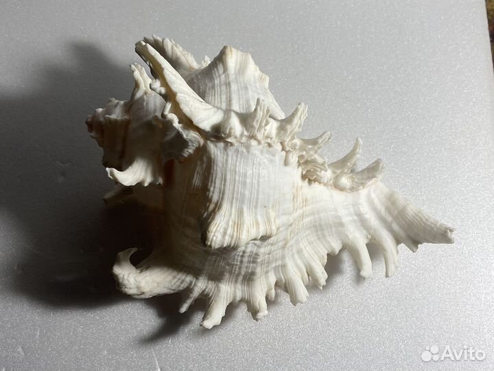 Большая морская раковина