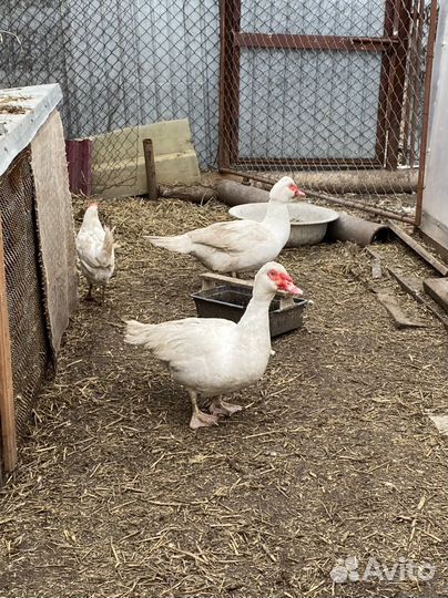 Индоутки тяжелой линии