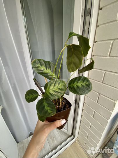 Калатея Луиза