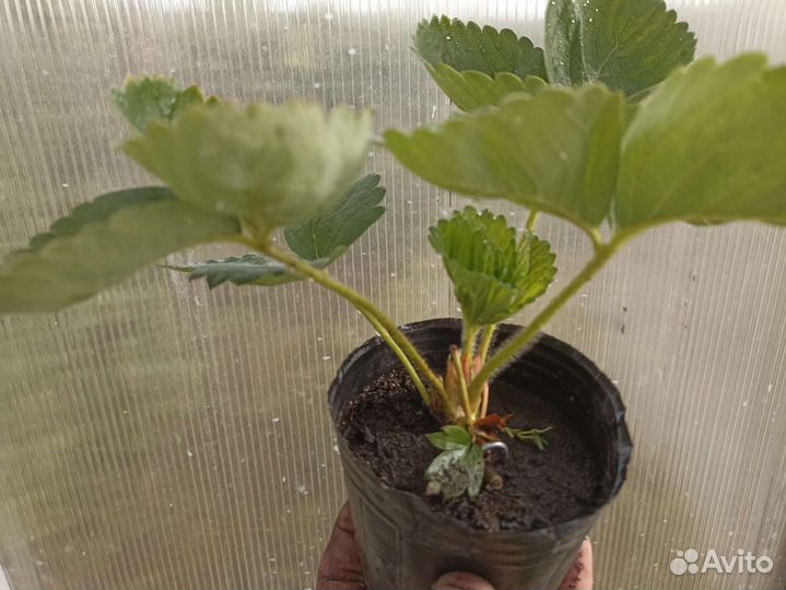 Клубника Мальвина, Альба, Азия, Клери, Хоней