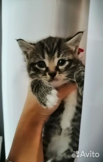 Кошки