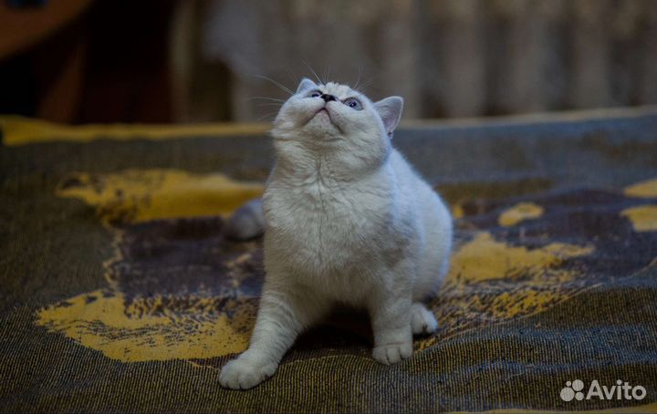 Британская кошка ищет кота для вязки