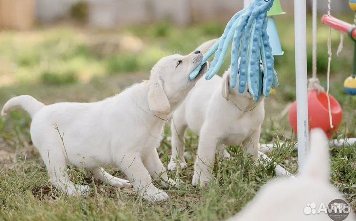 Лабрадор щенки