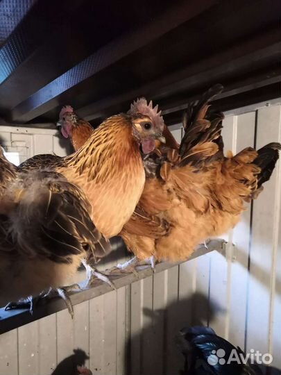 Цыплята и Инкубационное яйцо Лакеданзи