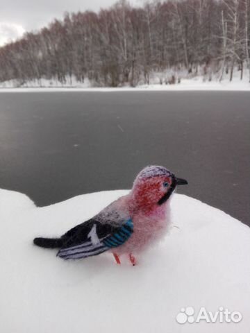 Войлочная сойка