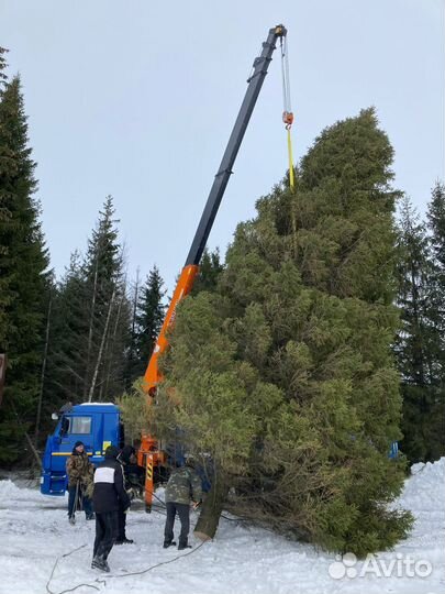 Спил деревьев
