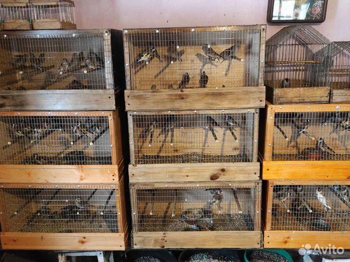 Певчие лесные птицы