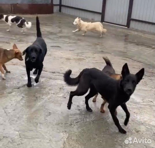 Возьмите собачку из приюта