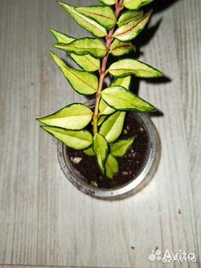 Хойи мелколистные