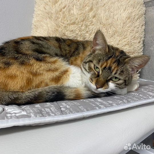Кошечка в добрые руки
