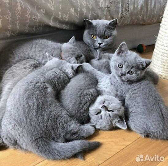 Марвин готов к переезду