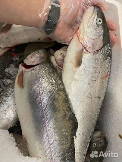 Форель Карелия